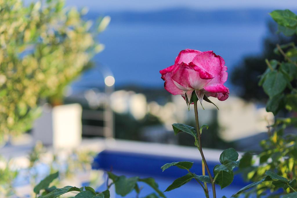 Villa Levanda マカルスカ エクステリア 写真